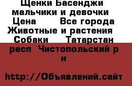 Щенки Басенджи ,мальчики и девочки › Цена ­ 1 - Все города Животные и растения » Собаки   . Татарстан респ.,Чистопольский р-н